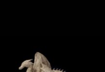 Un refugio de libros para guarecerse en el año en que leímos peligrosamente