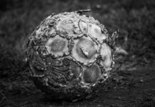 Sheffield FC, 165 años de historia