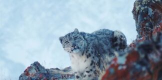 El Lleopard de les neus: un conflicte a quatre bandes