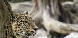 El rugir silenciós de la pantera de les neus