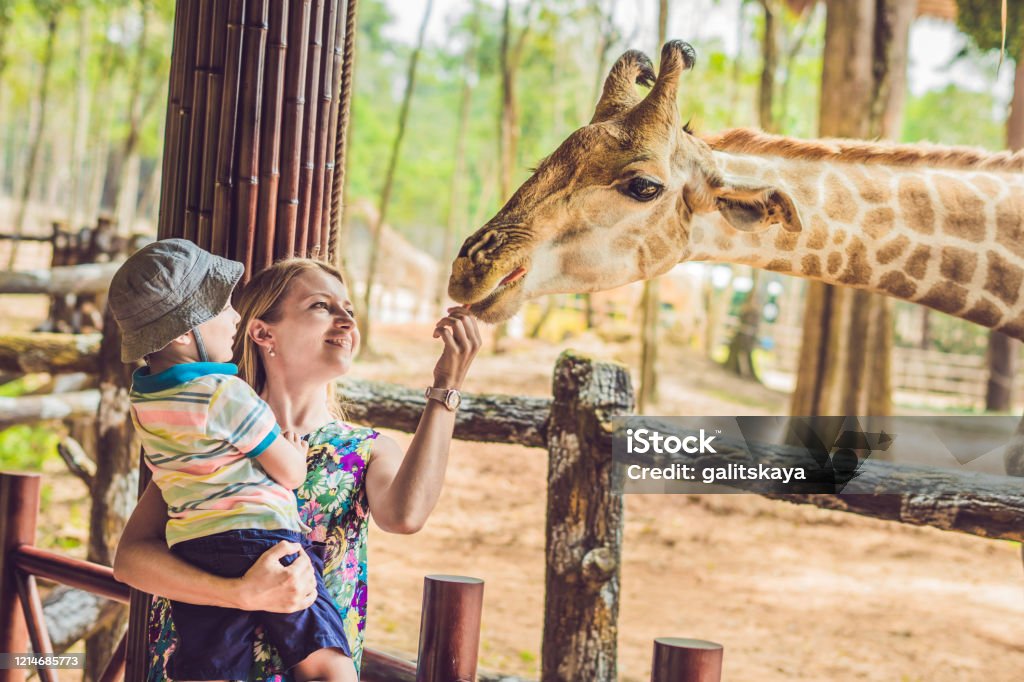 Feliz madre e hijo mirando y alimentando jirafas en el zoológico. Familia feliz divirtiéndose con animales safari parque en el cálido día de verano - Foto de stock de Zoológico libre de derechos